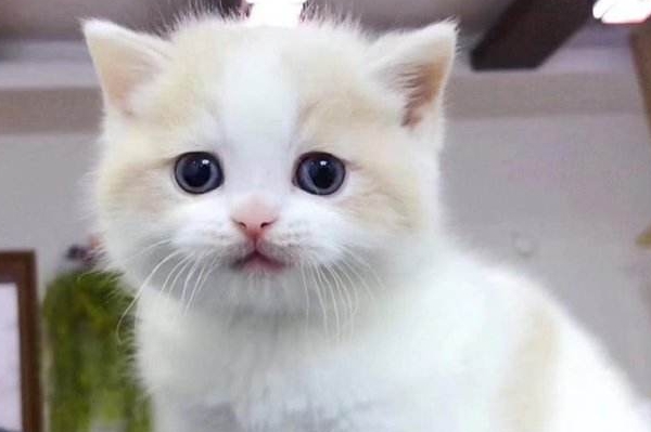 键盘猫
