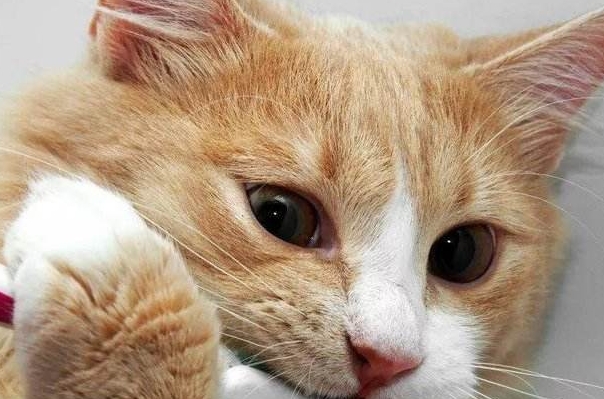 键盘猫