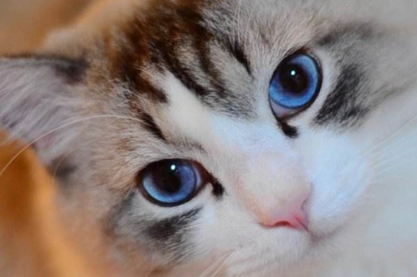 键盘猫