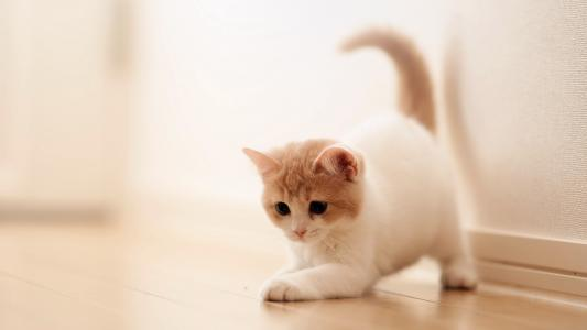 键盘猫