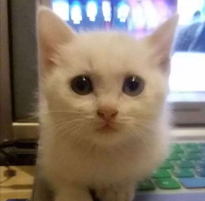 键盘猫