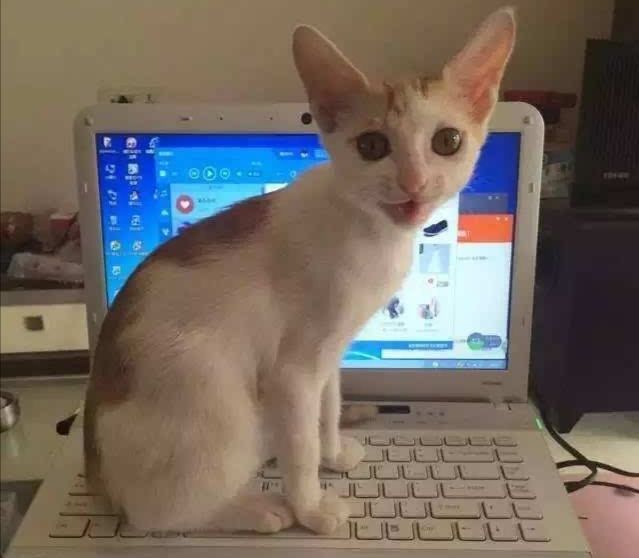 键盘猫