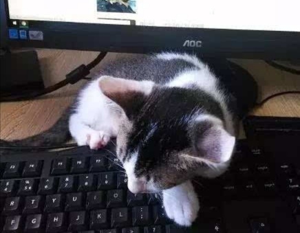 键盘猫