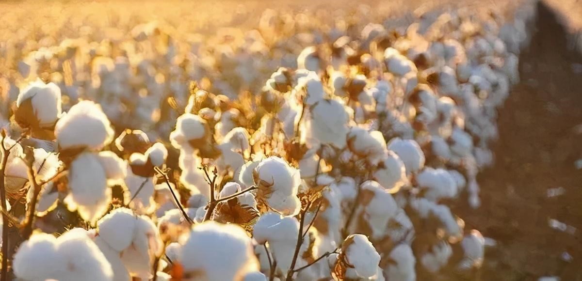 抵制新疆棉花